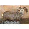 Image 6 : XL Life-sized STONE SHEEP on a Decorative Rocky Base with Wheels
