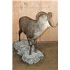 Image 8 : XL Life-sized STONE SHEEP on a Decorative Rocky Base with Wheels