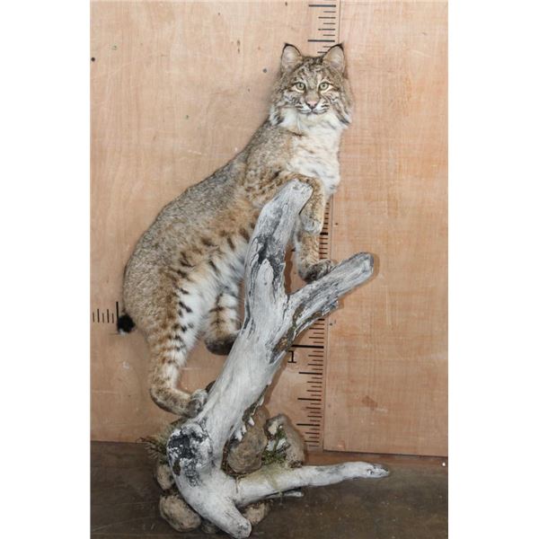 Life-sized BOBCAT on a Log Base