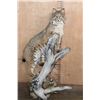 Image 1 : Life-sized BOBCAT on a Log Base