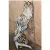 Image 2 : Life-sized BOBCAT on a Log Base