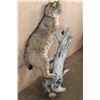 Image 3 : Life-sized BOBCAT on a Log Base