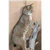 Image 4 : Life-sized BOBCAT on a Log Base