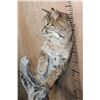 Image 6 : Life-sized BOBCAT on a Log Base