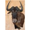 Image 1 : Big BLACK WILDEBEEST Shoulder Mount