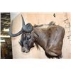 Image 2 : Big BLACK WILDEBEEST Shoulder Mount