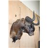 Image 3 : Big BLACK WILDEBEEST Shoulder Mount