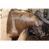Image 4 : Big BLACK WILDEBEEST Shoulder Mount