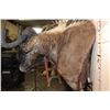 Image 5 : Big BLACK WILDEBEEST Shoulder Mount