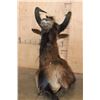 Image 6 : Big BLACK WILDEBEEST Shoulder Mount