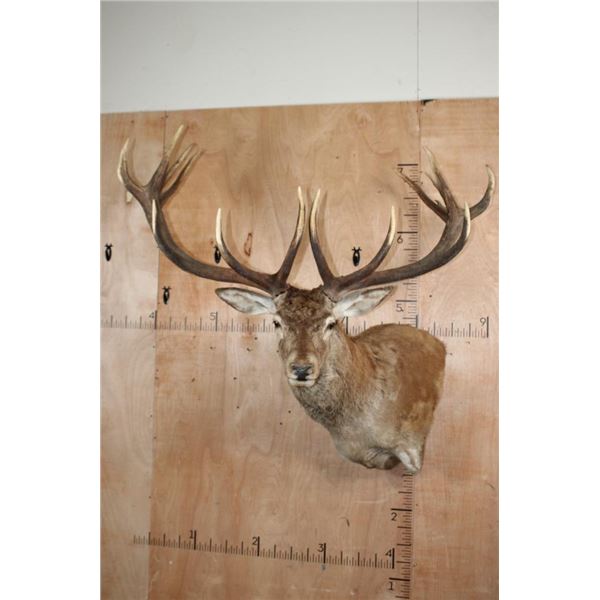 XXL 15-Point RED STAG Wall Pedestal with Removable Antlers