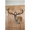 Image 1 : XXL 15-Point RED STAG Wall Pedestal with Removable Antlers