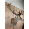 Image 2 : XXL 15-Point RED STAG Wall Pedestal with Removable Antlers