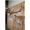 Image 3 : XXL 15-Point RED STAG Wall Pedestal with Removable Antlers