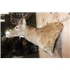 Image 4 : XXL 15-Point RED STAG Wall Pedestal with Removable Antlers