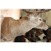 Image 5 : XXL 15-Point RED STAG Wall Pedestal with Removable Antlers