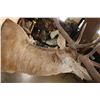 Image 6 : XXL 15-Point RED STAG Wall Pedestal with Removable Antlers
