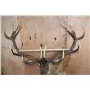 Image 7 : XXL 15-Point RED STAG Wall Pedestal with Removable Antlers