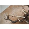 Image 8 : XXL 15-Point RED STAG Wall Pedestal with Removable Antlers