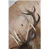 Image 9 : XXL 15-Point RED STAG Wall Pedestal with Removable Antlers