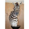 Image 10 : ZEBRA Pedestal Mount