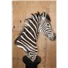Image 8 : ZEBRA Pedestal Mount