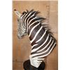 Image 9 : ZEBRA Pedestal Mount