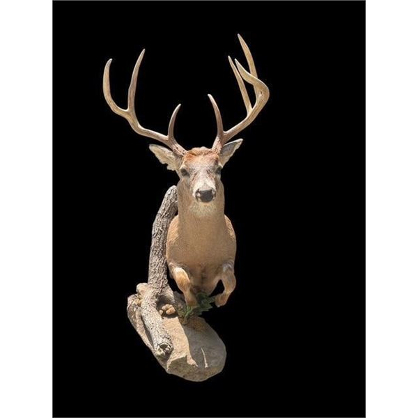 Big 7-Point "Leaping" Half-body WHITETAIL DEER on a Natural Habitat Base