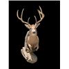 Image 1 : Big 7-Point "Leaping" Half-body WHITETAIL DEER on a Natural Habitat Base