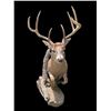 Image 3 : Big 7-Point "Leaping" Half-body WHITETAIL DEER on a Natural Habitat Base