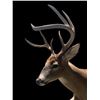 Image 4 : Big 7-Point "Leaping" Half-body WHITETAIL DEER on a Natural Habitat Base