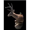 Image 5 : Big 7-Point "Leaping" Half-body WHITETAIL DEER on a Natural Habitat Base
