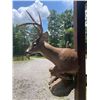 Image 6 : Big 7-Point "Leaping" Half-body WHITETAIL DEER on a Natural Habitat Base