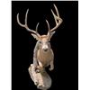 Image 7 : Big 7-Point "Leaping" Half-body WHITETAIL DEER on a Natural Habitat Base