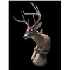 Image 8 : Big 7-Point "Leaping" Half-body WHITETAIL DEER on a Natural Habitat Base