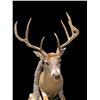 Image 9 : Big 7-Point "Leaping" Half-body WHITETAIL DEER on a Natural Habitat Base