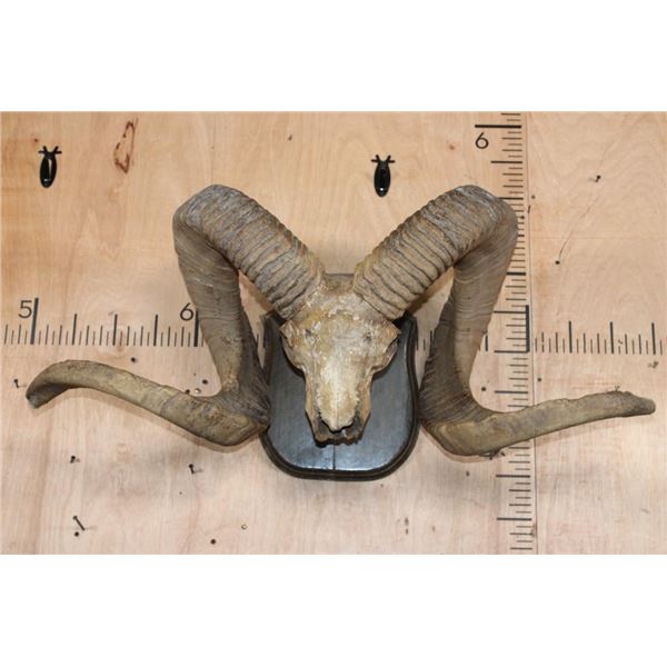 *TEXAS RESIDENTS ONLY* XXL ARGALI Skull mounted on a Wood Plaque