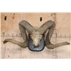 Image 1 : *TEXAS RESIDENTS ONLY* XXL ARGALI Skull mounted on a Wood Plaque
