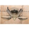 Image 2 : *TEXAS RESIDENTS ONLY* XXL ARGALI Skull mounted on a Wood Plaque