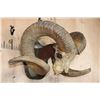 Image 3 : *TEXAS RESIDENTS ONLY* XXL ARGALI Skull mounted on a Wood Plaque