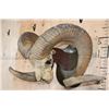 Image 4 : *TEXAS RESIDENTS ONLY* XXL ARGALI Skull mounted on a Wood Plaque