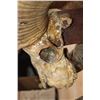 Image 5 : *TEXAS RESIDENTS ONLY* XXL ARGALI Skull mounted on a Wood Plaque