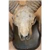 Image 6 : *TEXAS RESIDENTS ONLY* XXL ARGALI Skull mounted on a Wood Plaque