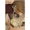 Image 7 : *TEXAS RESIDENTS ONLY* XXL ARGALI Skull mounted on a Wood Plaque