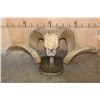 Image 9 : *TEXAS RESIDENTS ONLY* XXL ARGALI Skull mounted on a Wood Plaque