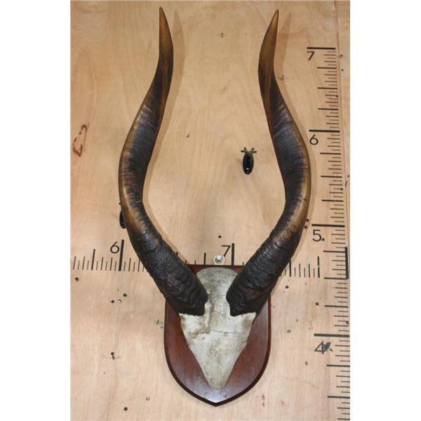 Massive Set of BONGO Horns on a Skull Cap and Wood Plaque