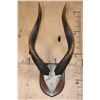 Image 1 : Massive Set of BONGO Horns on a Skull Cap and Wood Plaque