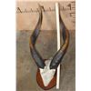 Image 2 : Massive Set of BONGO Horns on a Skull Cap and Wood Plaque