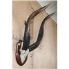 Image 3 : Massive Set of BONGO Horns on a Skull Cap and Wood Plaque