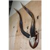 Image 4 : Massive Set of BONGO Horns on a Skull Cap and Wood Plaque